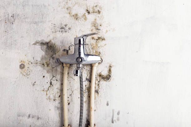 Best Local Mold Removal Service  in Folly Beach, SC