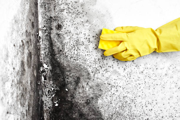 Mold Removal and Inspection in Folly Beach, SC