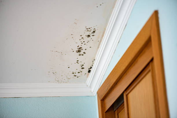 Best Attic Mold Removal  in Folly Beach, SC