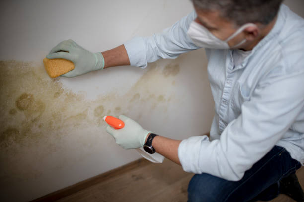 Best Office Mold Removal Services  in Folly Beach, SC