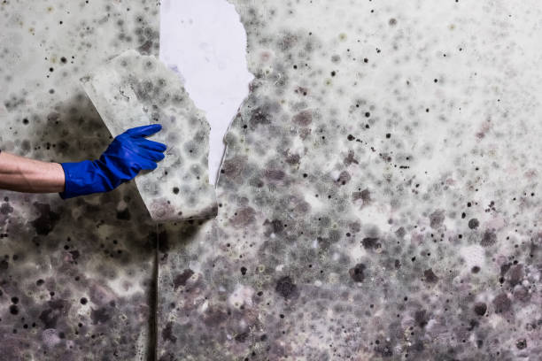 Best Mold Testing  in Folly Beach, SC