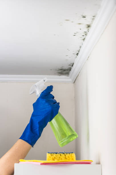 Best Crawl Space Mold Removal  in Folly Beach, SC